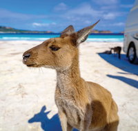 Lucky Bay - Tourism Gold Coast