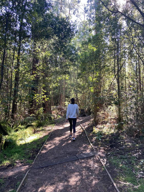 Lyrebird Circuit Walk - Gold Coast 0