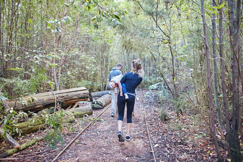 Lyrebird Circuit Walk - Gold Coast 1