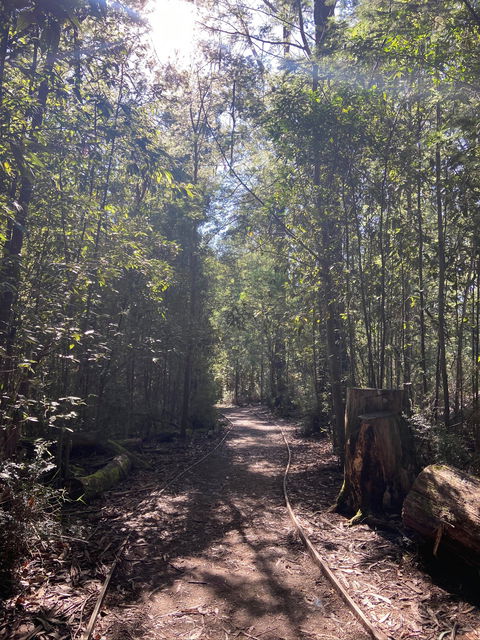 Lyrebird Circuit Walk - Gold Coast 2
