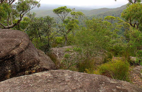 Pigeon House Mountain Didthul Walking Track - Tourism Gold Coast 0