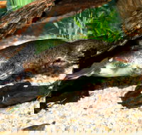 Platypus House - Tourism Gold Coast