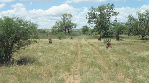 Powell Creek Telegraph Station - Tourism Gold Coast 2