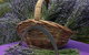 Rustique Lavender Farm - thumb 0