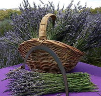 Rustique Lavender Farm - Tourism Gold Coast