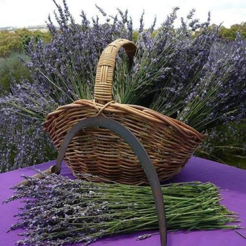 Rustique Lavender Farm - Tourism Gold Coast 0