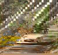 Scotsdale Tourist Drive - Tourism Gold Coast