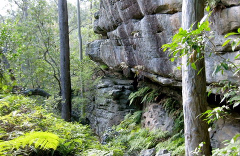 She-Oak Crossing Walk - Tourism Gold Coast 0
