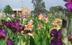 Smokin Heights Iris Display Garden - thumb 0