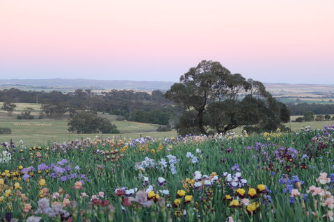 Smokin Heights Iris Display Garden - Tourism Gold Coast 1