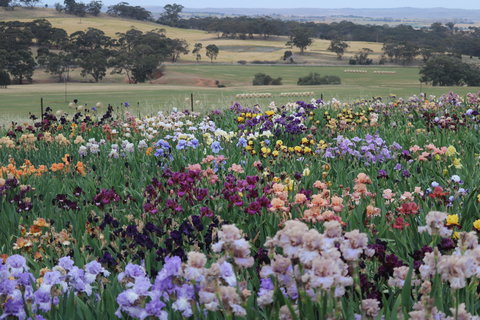 Smokin Heights Iris Display Garden - Tourism Gold Coast 2