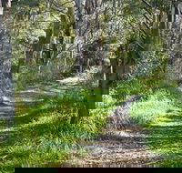 Stoodley Forest Walk and Arboretum - Tourism Gold Coast