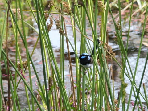 Swainsona Reserve - Tourism Gold Coast 1