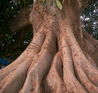 The Big Fig Tree - Tourism Gold Coast