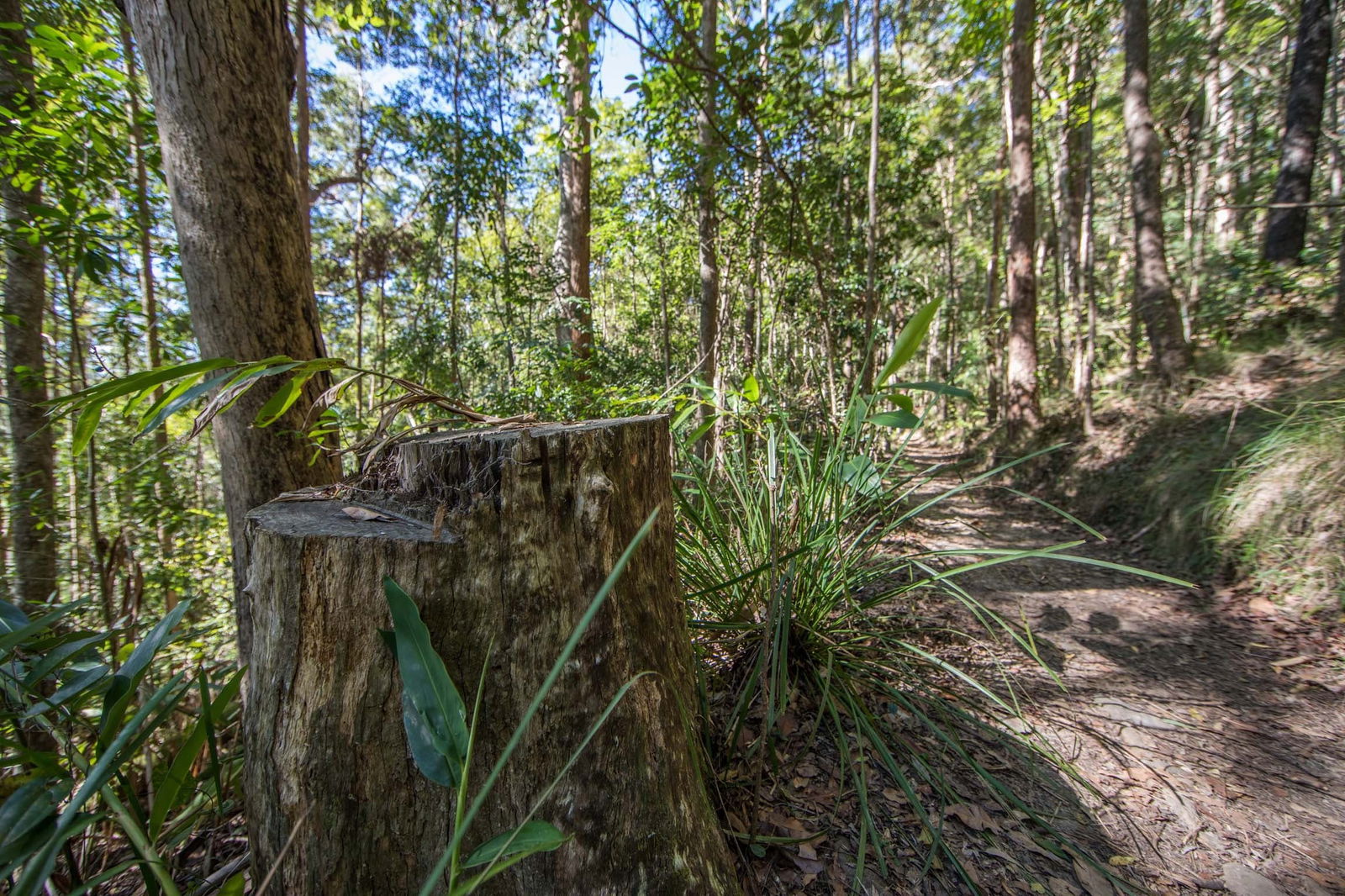Mount Nebo QLD Tourism Gold Coast