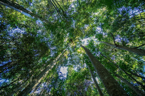 Thylogale Track - Gold Coast 1