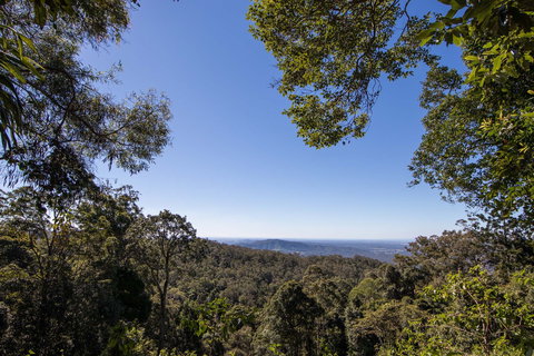 Thylogale Track - Gold Coast 2