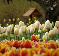 Tulip Top Gardens - Tourism Gold Coast