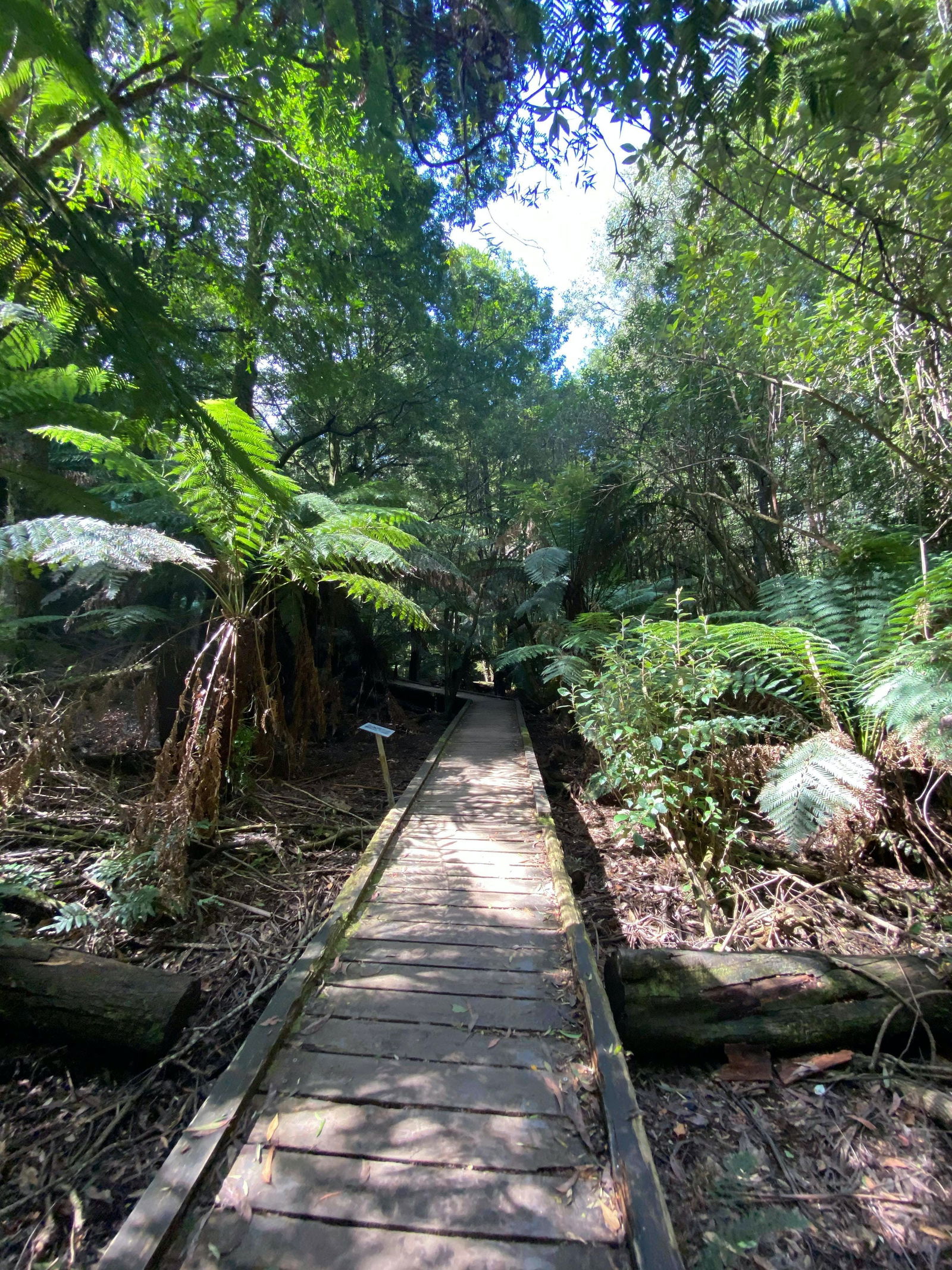 Toolangi VIC Tourism Gold Coast