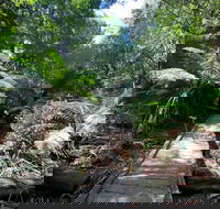Wirrawilla Rainforest Walk - Tourism Gold Coast