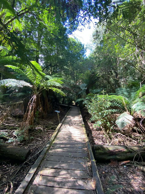 Wirrawilla Rainforest Walk - Tourism Gold Coast 0
