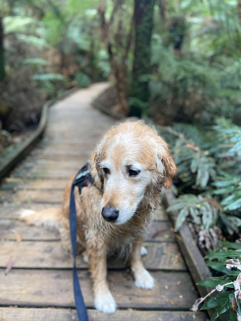 Wirrawilla Rainforest Walk - Tourism Gold Coast 1
