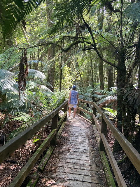 Wirrawilla Rainforest Walk - Tourism Gold Coast 2