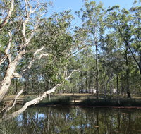Wongi State Forest - Tourism Gold Coast