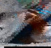 Amity Point Dive Site - Tourism Gold Coast