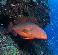 Anchor Bommie Dive Site - Tourism Gold Coast