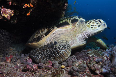 Anchor Bommie Dive Site - Tourism Gold Coast 2