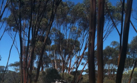 Boorabbin National Park - Tourism Gold Coast 0