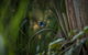 Bundian Way Story Trail - thumb 1