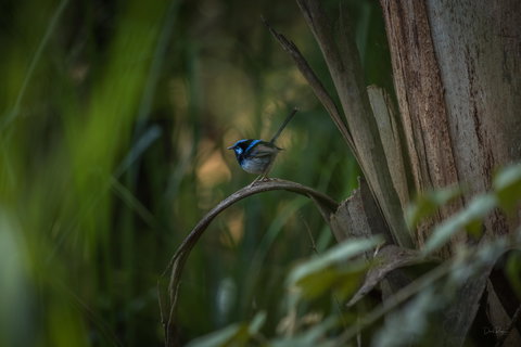 Bundian Way Story Trail - Tourism Gold Coast 1