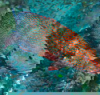 Cobia Hole Dive Site - Tourism Gold Coast