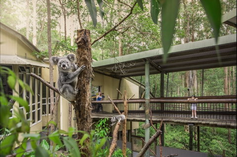 Daisy Hill Koala Centre - Tourism Gold Coast 0