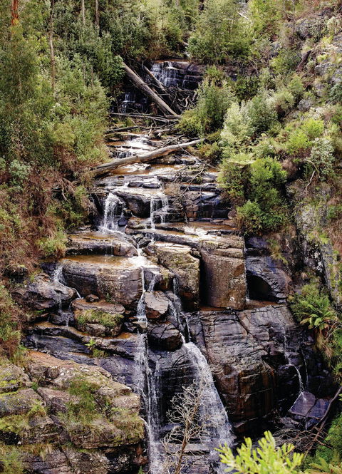 Kinglake National Park - Gold Coast 1