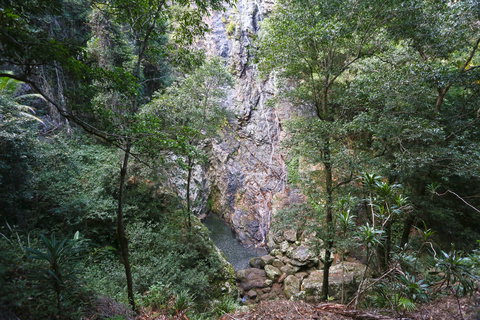 Kondalilla Falls Circuit, Kondalilla National Park - Tourism Gold Coast 0