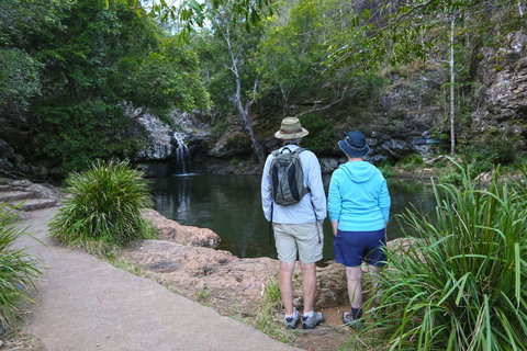 Kondalilla Falls Circuit, Kondalilla National Park - Tourism Gold Coast 1