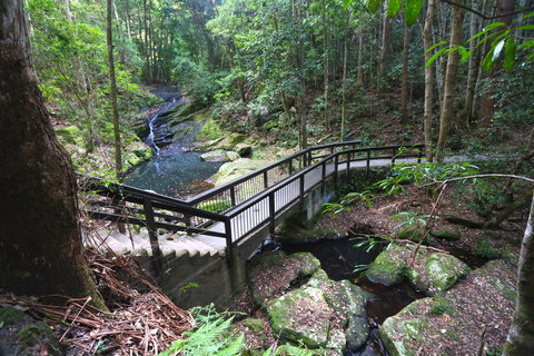 Kondalilla Falls Circuit, Kondalilla National Park - Tourism Gold Coast 2