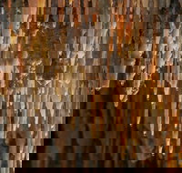 Mulwaree Cave - Gold Coast