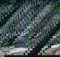 Old Tambo Downhill Mountain Bike Track - Tourism Gold Coast