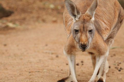 Perth Zoo - Gold Coast 1