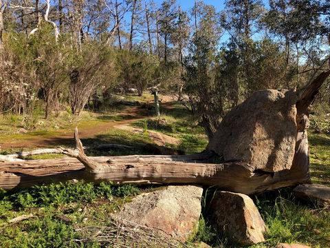Pine Gully Nature Trail - Gold Coast 1