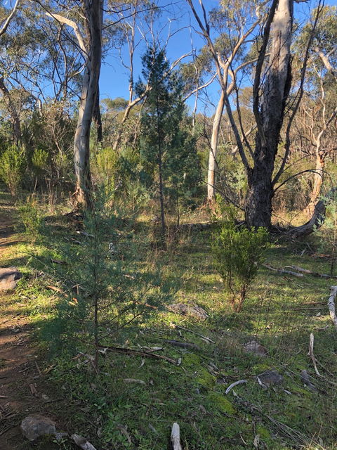 Pine Gully Nature Trail - Gold Coast 2