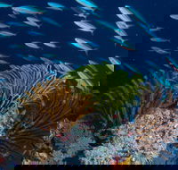 Southern Small Detached Reef Dive Site - Tourism Gold Coast