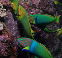 Sunshine Reef - Tourism Gold Coast