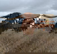 Texas Longhorn Tours - Gold Coast