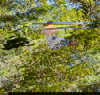TreeTop Crazy Rider - Tourism Gold Coast