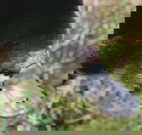 Warrawong Wildlife Sanctuary - Gold Coast